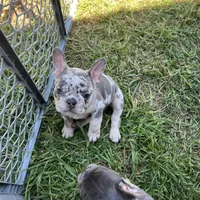 John snow , a male French Bulldog for sale in San Antonio, TX – Photo 1 of 8