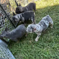 John snow , a male French Bulldog for sale in San Antonio, TX – Photo 2 of 8