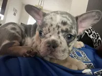 John snow , a male French Bulldog for sale in San Antonio, TX – Photo 7 of 8