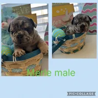 John snow , a male French Bulldog for sale in San Antonio, TX – Photo 8 of 8
