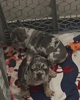 John snow , a male French Bulldog for sale in San Antonio, TX – Photo 4 of 8