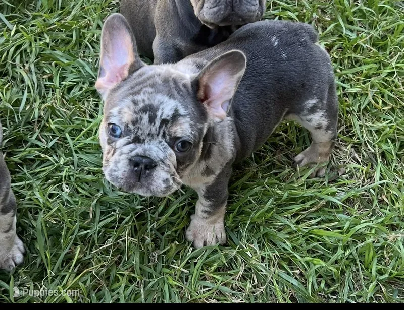 Bucky – French Bulldog puppy for sale in San Antonio, TX