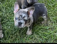 Bucky, a male French Bulldog for sale in San Antonio, TX – Photo 1 of 8