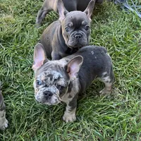 Bucky, a male French Bulldog for sale in San Antonio, TX – Photo 4 of 8