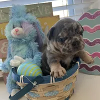 Bucky, a male French Bulldog for sale in San Antonio, TX – Photo 5 of 8