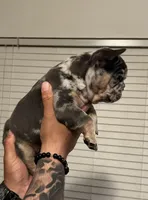 Bucky, a male French Bulldog for sale in San Antonio, TX – Photo 2 of 8