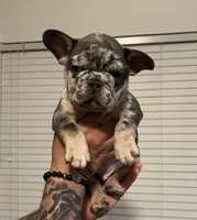 Bucky, a male French Bulldog for sale in San Antonio, TX – Photo 3 of 8
