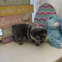 Bucky, a male French Bulldog for sale in San Antonio, TX – Photo 6 of 8