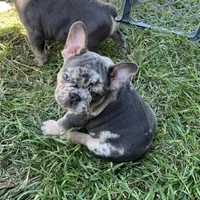 Bucky, a male French Bulldog for sale in San Antonio, TX – Photo 7 of 8