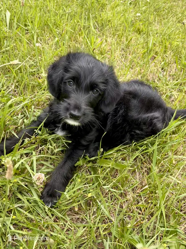 Bean, a male Goldendoodle for sale in Goshen, IN – 1 of 5