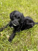 Bean, a male Goldendoodle for sale in Goshen, IN – 1 of 5