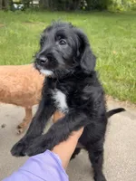 Bean, a male Goldendoodle for sale in Goshen, IN – 2 of 5