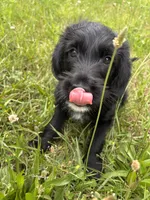 Bean, a male Goldendoodle for sale in Goshen, IN – 4 of 5