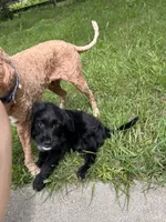 Bean, a male Goldendoodle for sale in Goshen, IN – 5 of 5