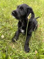 Bean, a male Goldendoodle for sale in Goshen, IN – 3 of 5