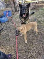 Aria, a female German Shepherd Dog and Great Pyrenees for sale in Toluca, IL – 3 of 3