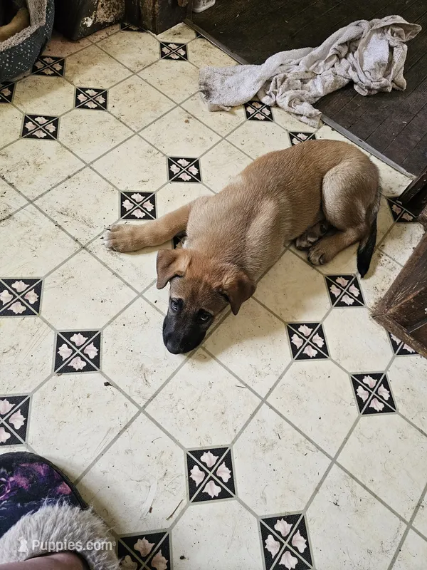 Aria – German Shepherd Dog, Great Pyrenees puppy for sale in Toluca, IL