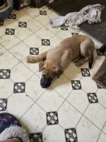 Aria, a female German Shepherd Dog and Great Pyrenees for sale in Toluca, IL – 1 of 3