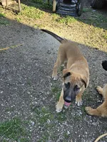 Aria, a female German Shepherd Dog and Great Pyrenees for sale in Toluca, IL – 2 of 3