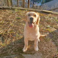 Kelly, a female Golden Retriever for sale in Coeur d'Alene, ID – 4 of 8