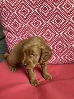 Rita, a female Miniature Goldendoodle for sale in Coeur d'Alene, ID – 5 of 5