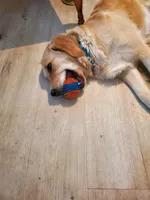 Kelly, a female Golden Retriever for sale in Coeur d'Alene, ID – 3 of 8