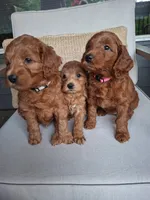 Rita, a female Miniature Goldendoodle for sale in Coeur d'Alene, ID – 6 of 7