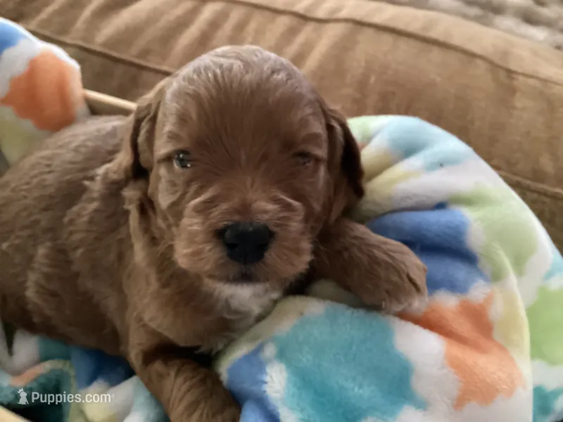 Ralph – Miniature Goldendoodle puppy for sale in Coeur d'Alene, ID