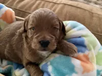 Ralph, a male Miniature Goldendoodle for sale in Coeur d'Alene, ID – 1 of 4