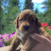 Ralph, a male Miniature Goldendoodle for sale in Coeur d'Alene, ID – 2 of 4