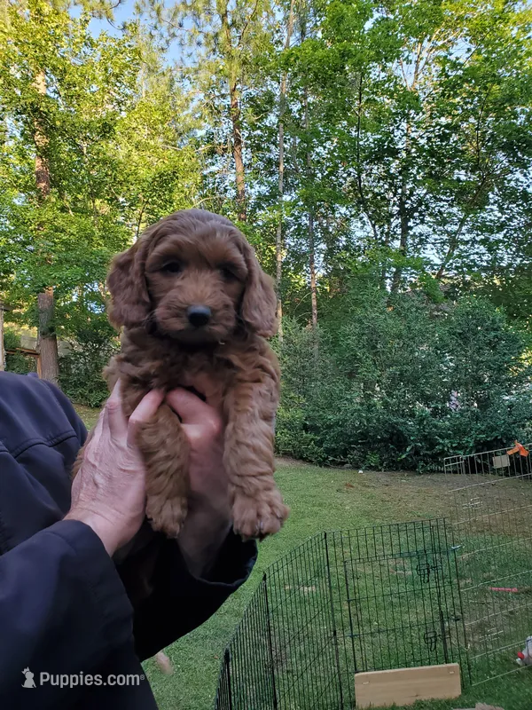 Rita – Miniature Goldendoodle puppy for sale in Coeur d'Alene, ID