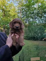 Rita, a female Miniature Goldendoodle for sale in Coeur d'Alene, ID – 1 of 7