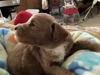 Ralph, a male Miniature Goldendoodle for sale in Coeur d'Alene, ID – 2 of 4