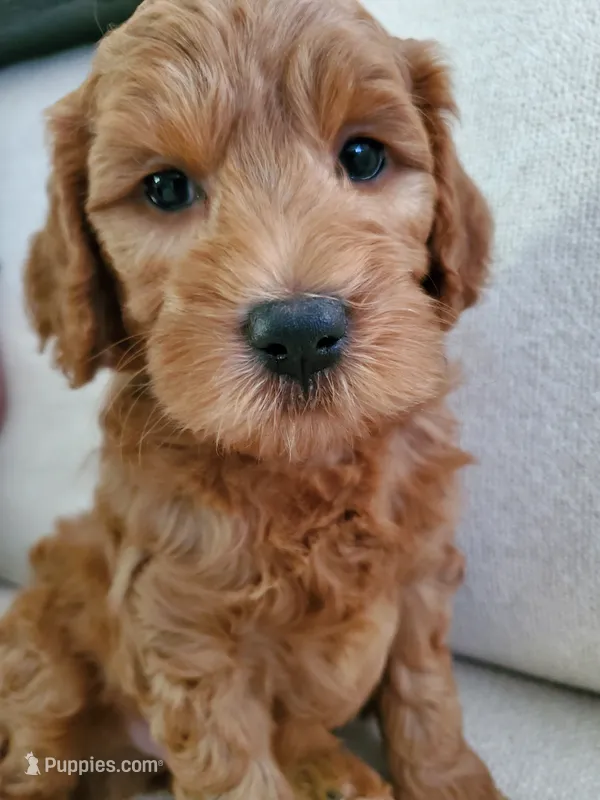 Rex – Miniature Goldendoodle puppy for sale in Coeur d'Alene, ID