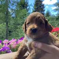 Ralph, a male Miniature Goldendoodle for sale in Coeur d'Alene, ID – 4 of 4