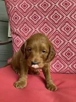 Rita, a female Miniature Goldendoodle for sale in Coeur d'Alene, ID – 4 of 5