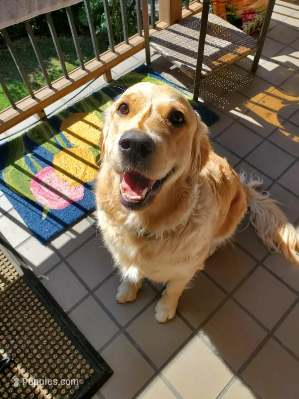Kelly – Golden Retriever puppy for sale in Coeur d'Alene, ID