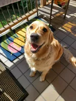 Kelly, a female Golden Retriever for sale in Coeur d'Alene, ID – 1 of 8