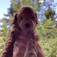 Ryan, a male Miniature Goldendoodle for sale in Coeur d'Alene, ID – 3 of 3