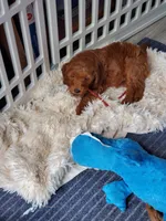 Rita, a female Miniature Goldendoodle for sale in Coeur d'Alene, ID – 5 of 7