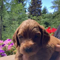 Rita, a female Miniature Goldendoodle for sale in Coeur d'Alene, ID – 1 of 5