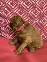 Rita, a female Miniature Goldendoodle for sale in Coeur d'Alene, ID – 3 of 5