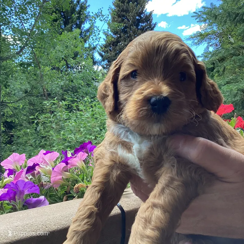 Ralph – Miniature Goldendoodle puppy for sale in Coeur d'Alene, ID