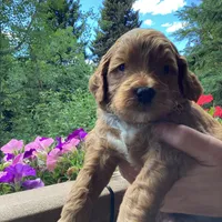 Ralph, a male Miniature Goldendoodle for sale in Coeur d'Alene, ID – 1 of 4