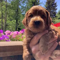 Rita, a female Miniature Goldendoodle for sale in Coeur d'Alene, ID – 2 of 5