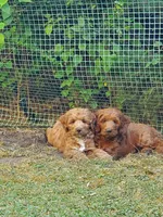 Rita, a female Miniature Goldendoodle for sale in Coeur d'Alene, ID – 7 of 7