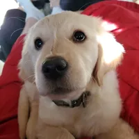 Kelly, a female Golden Retriever for sale in Coeur d'Alene, ID – 7 of 8