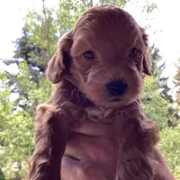 Ryan, a male Miniature Goldendoodle for sale in Coeur d'Alene, ID – 1 of 3