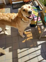 Kelly, a female Golden Retriever for sale in Coeur d'Alene, ID – 2 of 8