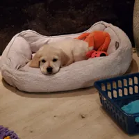 Kelly, a female Golden Retriever for sale in Coeur d'Alene, ID – 8 of 8